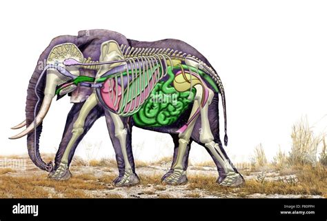 elephant breasts|Elephant Anatomy .